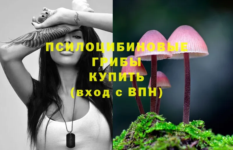 Галлюциногенные грибы Psilocybe  Дмитров 